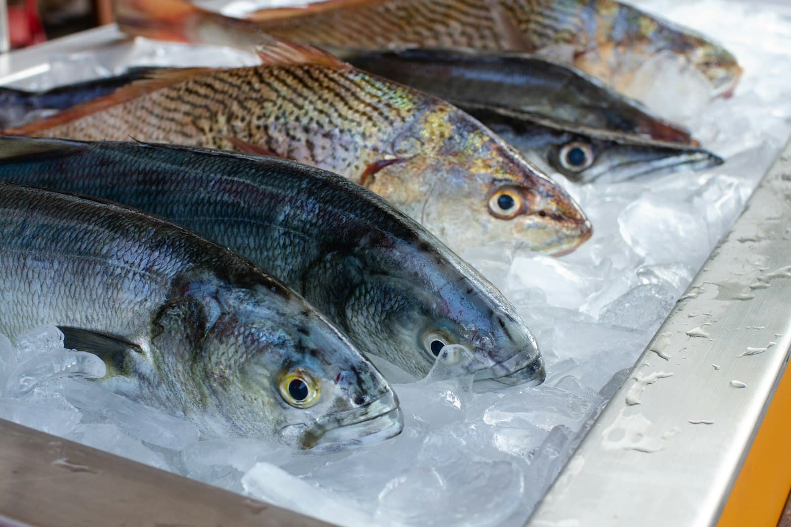Whole fish on ice at a market counter